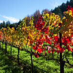 Napa Valley Fall Color, Napa, California, 11/2016
