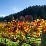 Napa Valley Fall Color, Napa, California, 11/2016