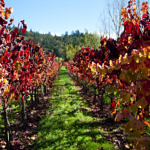 Napa Valley Fall Color, Napa, California, 11/2016