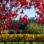 Napa Valley Fall Color, Napa, California, 11/2016