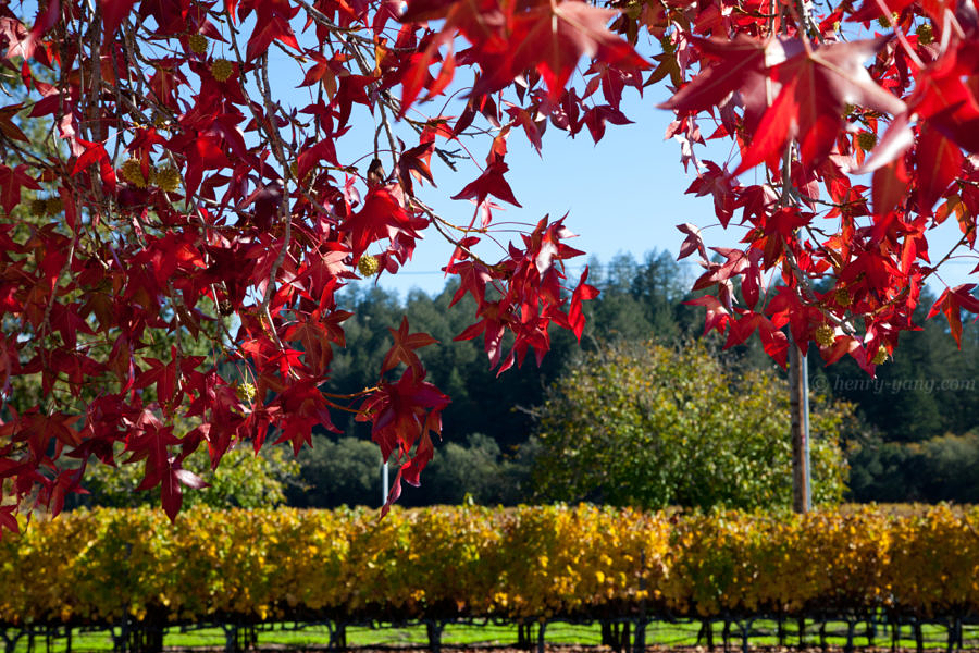 Napa Valley Fall Color, Napa, California, 11/2016