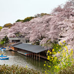 Cherry Blossom at Chidorigafuchi, Tokyo, Japan, 4/2016