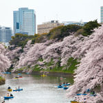 Cherry Blossom at Chidorigafuchi, Tokyo, Japan, 4/2016