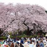 Cherry Blossom at Shinjuku Gyoen, Tokyo, Japan, 4/2016