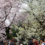 Cherry Blossom at Shinjuku Gyoen, Tokyo, Japan, 4/2016
