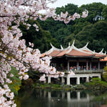 Cherry Blossom at Shinjuku Gyoen, Tokyo, Japan, 4/2016
