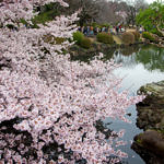 Cherry Blossom at Shinjuku Gyoen, Tokyo, Japan, 4/2016