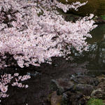 Cherry Blossom at Shinjuku Gyoen, Tokyo, Japan, 4/2016