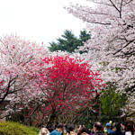 Cherry Blossom at Shinjuku Gyoen, Tokyo, Japan, 4/2016