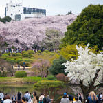 Cherry Blossom at Shinjuku Gyoen, Tokyo, Japan, 4/2016