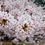 Cherry Blossom at Shinjuku Gyoen, Tokyo, Japan, 4/2016