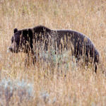 Bear, Yellowstone National Park, Wyoming, 9/2013
