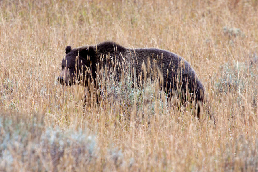 Bear, Yellowstone National Park, Wyoming, 9/2013