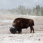 Bison, Yellowstone National Park, Wyoming, 9/2013