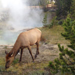Deer at West Thumb Geyser Basin, Yellowstone National Park, Wyoming, 9/2013