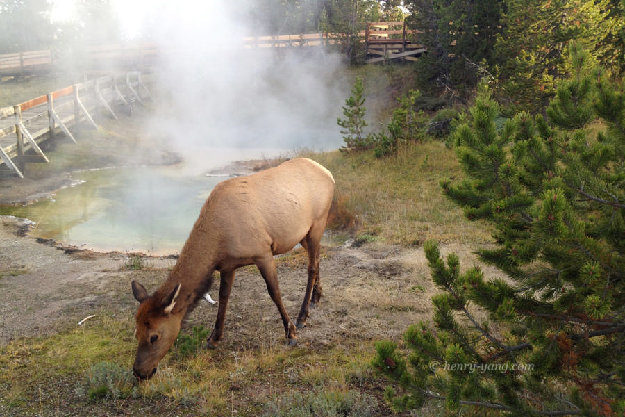 Deer, Yellowstone National Park, Wyoming, 9/2013