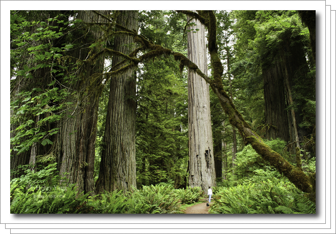 0607-redwood-national-park.png