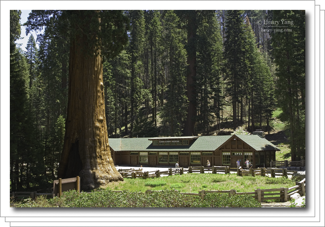 0705-sequoia.png