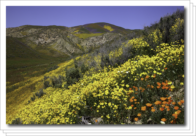 1704-carrizo-plain-wildflowers.png