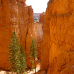 Navajo Trail, Bryce Canyon National Park, Utah, 9/2007