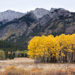 Fall Color, Banff National Park, Alberta, Canada  9/2011