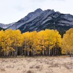 Fall Color, Banff National Park, Alberta, Canada  9/2011