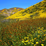 Wildflowers, Carrizo Plain National Monument, California, 4/2017
