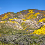 “God Spilled the Paint”, Carrizo Plain National Monument, California, 4/2017