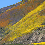 Wildflowers, Carrizo Plain National Monument, California, 4/2017