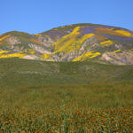 “God Spilled the Paint”, Carrizo Plain National Monument, California, 4/2017