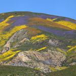 “God Spilled the Paint”, Carrizo Plain National Monument, California, 4/2017