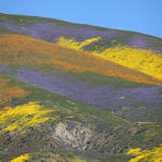 “God Spilled the Paint”, Carrizo Plain National Monument, California, 4/2017
