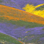 A Hiker in Flower Field, Carrizo Plain National Monument, California, 4/2017