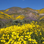 Wildflowers, Carrizo Plain National Monument, California, 4/2017