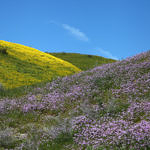 Wildflowers, Carrizo Plain National Monument, California, 4/2017