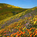 Wildflowers, Carrizo Plain National Monument, California, 4/2017