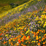 Wildflowers, Carrizo Plain National Monument, California, 4/2017