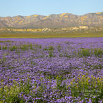 Wildflowers, Carrizo Plain National Monument, California, 4/2017