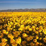 Wildflowers, Carrizo Plain National Monument, California, 4/2017