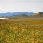Wildflowers, Carrizo Plain National Monument, California, 4/2017