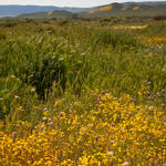 Wildflowers, Carrizo Plain National Monument, California, 4/2017