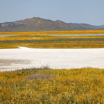 Wildflowers, Carrizo Plain National Monument, California, 4/2017