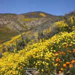 Wildflowers, Carrizo Plain National Monument, California, 4/2017