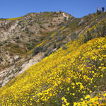 Wildflowers, Carrizo Plain National Monument, California, 4/2017