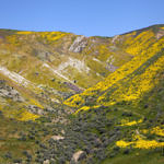 Wildflowers, Carrizo Plain National Monument, California, 4/2017
