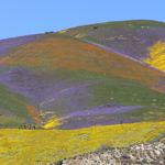 Wildflowers, Carrizo Plain National Monument, California, 4/2017