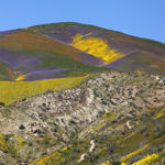 Wildflowers, Carrizo Plain National Monument, California, 4/2017