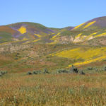 Wildflowers, Carrizo Plain National Monument, California, 4/2017