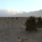 Devil's Cornfield, Death Valley National Park, California, 12/2008
