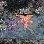 Tide Pools, Half Moon Bay, California, 2/2009